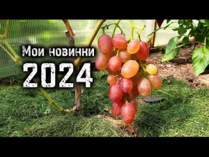 Новинки на моём винограднике 2024