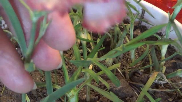 Многолетняя гвоздика. Маточник, стрижка. смотреть онлайн