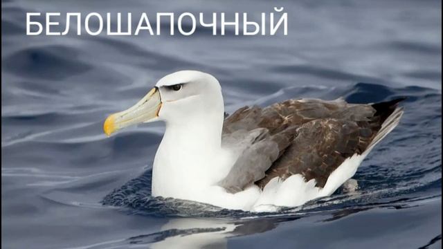 Основные виды альбатросов ?