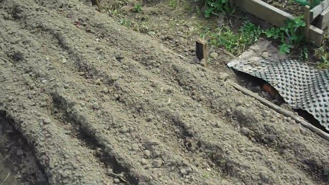 лук севок на грядке в открытом грунте смотреть онлайн