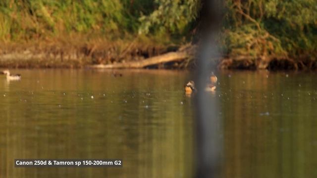 Mega zoom lens on Canon 250d/sl3 / Tamron sp 150-600mm g2 / wildlife смотреть онлайн