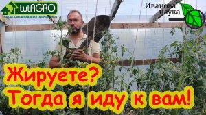 РАДИКАЛЬНОЕ РЕШЕНИЕ ВОПРОСА ЖИРОВАНИЯ ТОМАТОВ: без подкормок, поливов, опрыскиваний и обработок.