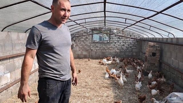Заселяем кур в новый курятник.