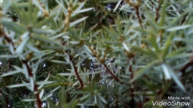 Красивое хвойное дерево.Beautiful coniferous tree. смотреть онлайн