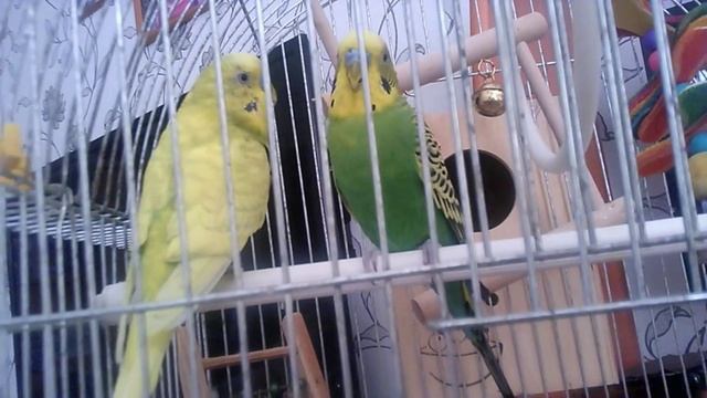 Project анекдот от т и л 5 смотреть онлайн