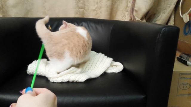 Британские котята Royal Candy Cats смотреть онлайн