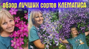 ЦВЕТУТ СТЕНОЙ! ЛЮБИМЫЕ ЦВЕТЫ! Обзор ЛУЧШИХ сортов КЛЕМАТИСА, которые растут в моём саду