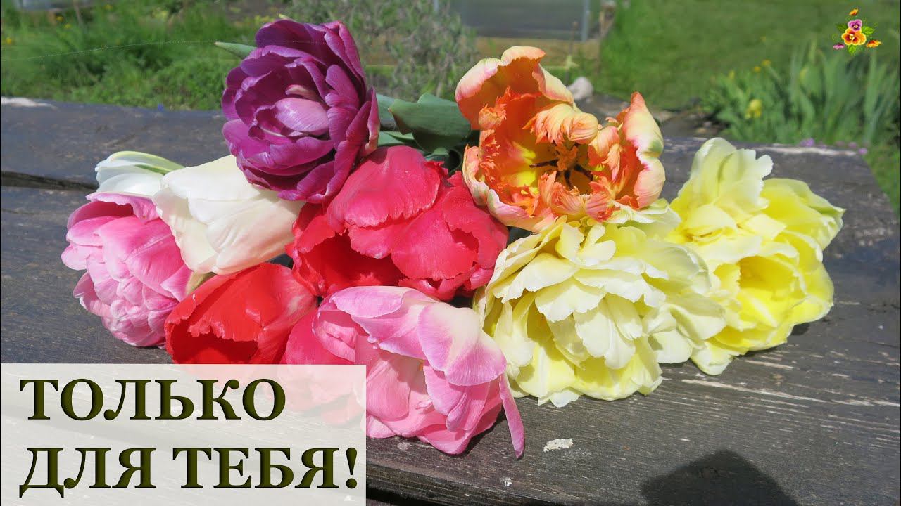 Поздравление с 8 марта и тюльпаны!