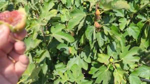 Ponte Tresa Fig Update - September 17, 2022