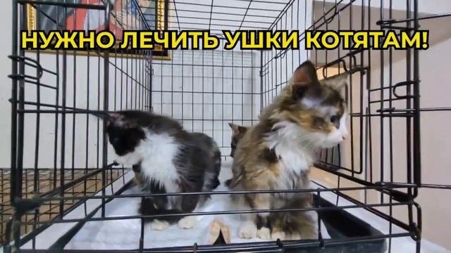 Очень милые маленькие котята в Добрые руки бесплатно.
