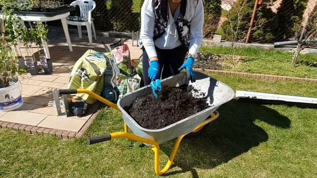 Clematis - sadzenie powojników - obsadzam wymarzoną rabatę w ogrodzie... смотреть онлайн