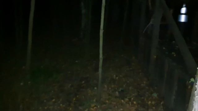 ЛИ СЯО. Алиса - Лиса. Ночные игры лисы. Терпеливое ожидание угощения. Забавные моменты. смотреть онлайн