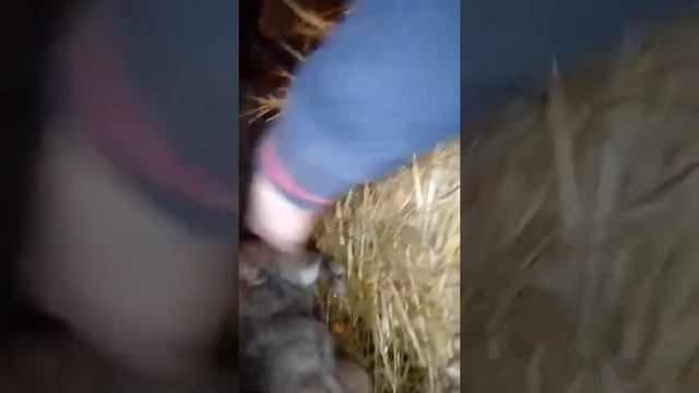 Дрессировка кроликов. смотреть онлайн