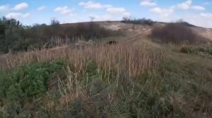 Охота на фазана. Осень 2019. Ирландский Красный Сеттер отработал на отлично.