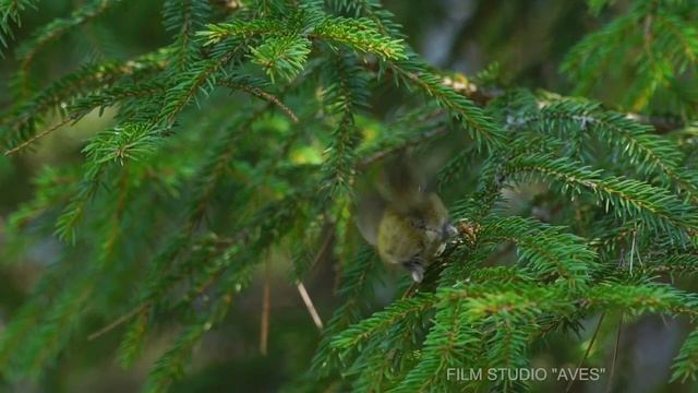 Желтоголовый королёк - самая маленькая птица Европы | Film Studio Aves смотреть онлайн