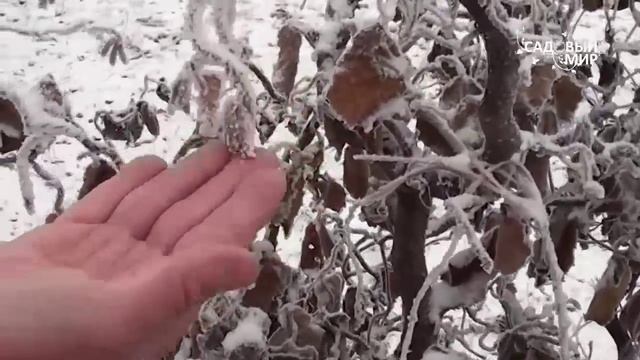 Кустарники для сада. Лещина Конторта. Сайт 