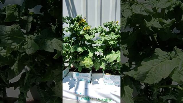 Red Robin - карликовый томат - домашняя гидропоника смотреть онлайн