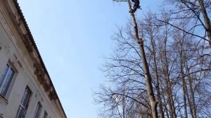 Обычный день арбориста Our job is to cut trees