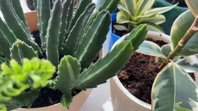 ФИКУСЫ ДАЮТ НОВЫЕ ЛИСТИКИ. ВОСКРЕС ФИКУС ЭЛАСТИКА. МОНСТЕРЫ СТАНОВЯТСЯ ПАЛЬМАМИ смотреть онлайн