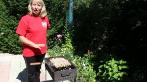 ЖАРЕНЫЕ ПЕЛЬМЕНИ на мангале. Готовим пельмени с ароматом дымка и хрустящей корочкой.