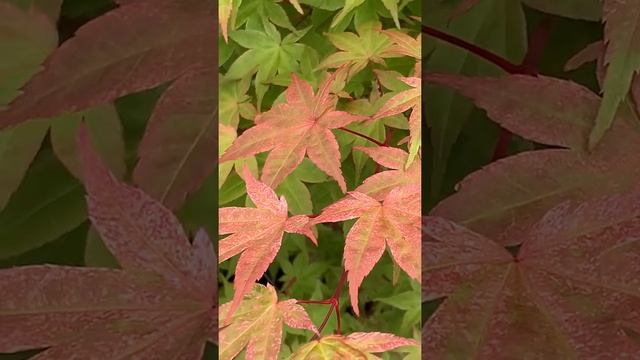 Acer palmatum Beni Maiko