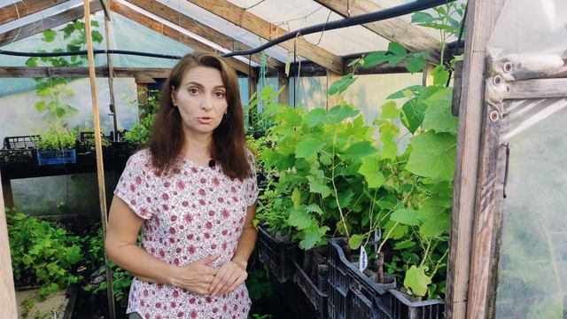 Вегетирующие саженцы ВИНОГРАДА с закрытой корневой. Выращивание, уход, упаковка, реализация. смотреть онлайн