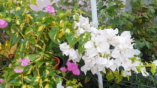 bougainvillea Mary Palmer. 🥰 25 september 2023 смотреть онлайн