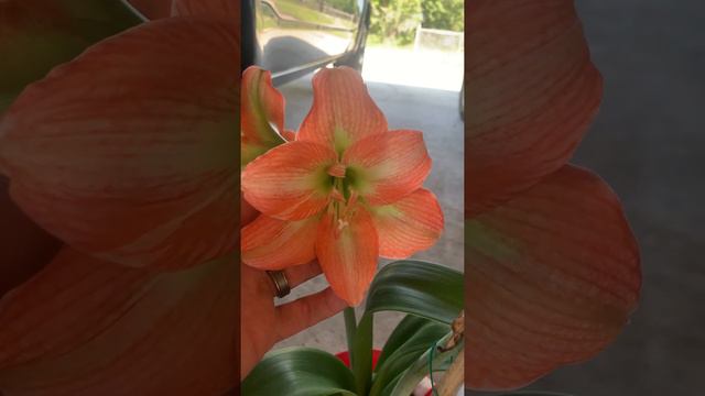 Maguire April Desire Amaryllis Hippeasteum смотреть онлайн