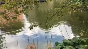 Алекс Брежнев снял майку и произвёл фурор в Сан-Франциско. Нужна ли женщина? Америка наизнанку