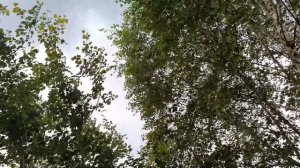 Как приготовить мягкий шашлык из жесткого мяса?