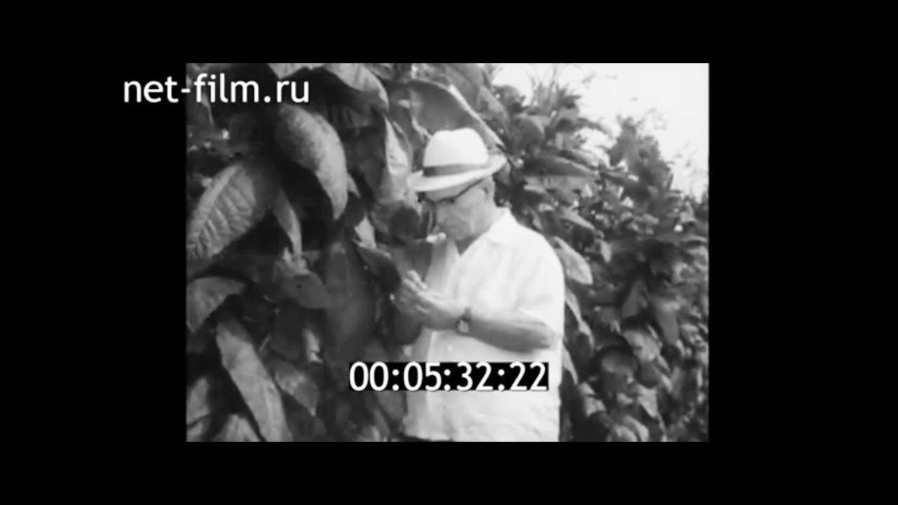 1975г. Краснодар. ВНИИ табака и махорки. Терновский Михаил Фёдорович.