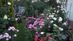 плетистые розы Тантау   Lawinia  Giardina  Elfe  Schneewalzer  Ozeana