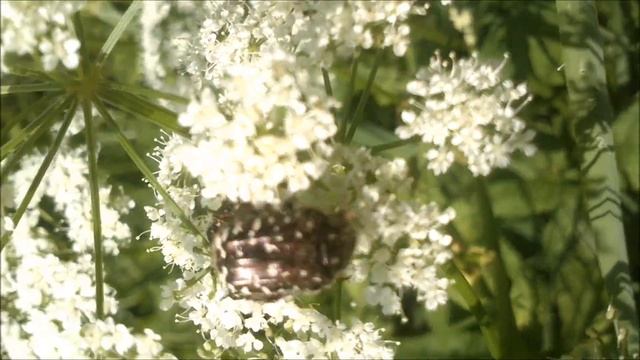 Бронзовка вонючая смотреть онлайн