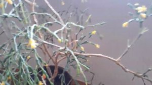 #комнатныецветы #хатиора /Комнатные цветы.  Хатиора солеросовая ( лат.  hatiora).Особенности. Уход