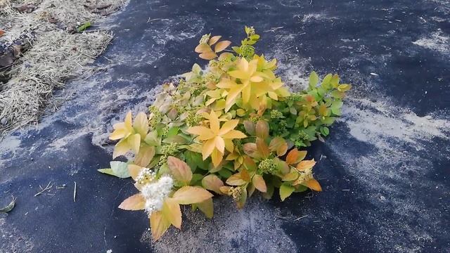 Спирея White Gold / Spiraea japonica White Gold смотреть онлайн