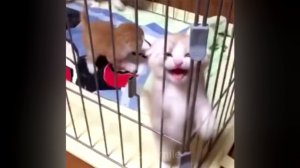КОТЫ ПРИКОЛЫ 2016 - СМЕШНЫЕ КОТЫ 2016 - Funny Cats 2016