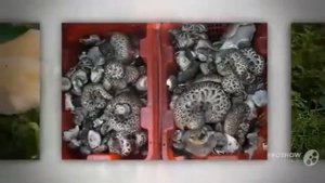 Гриб Ежовик Sarcodon imbricatus или Ежовик усиковый Creolophus cirrhatus