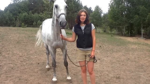 Конный Двор о SANI