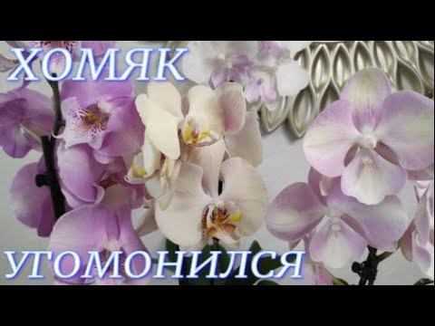 №281/ Ох и накупила....  ХОМЯК УГОМОНИЛСЯ!