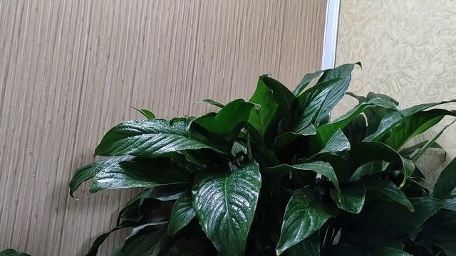 Спатифиллум ( женское счастье)  применяю только это удобрение