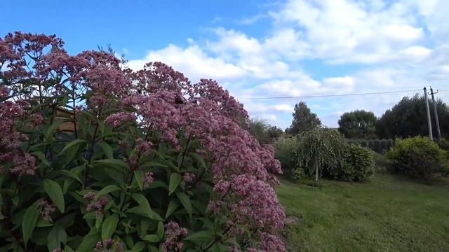 ВЛОГ Картошка прямо с поля | Кружки и секции для Маши 1.09.2017 смотреть онлайн
