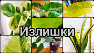 4.06.23 #Растения почтой?Хойя?Сансевиерия?Рипсалис?Сингониум?Филодендрон #Липецк #цветы #купить