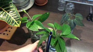 ВЛОГ Будни Цветоголика » Черенкование, Обзор Комнатных Растений