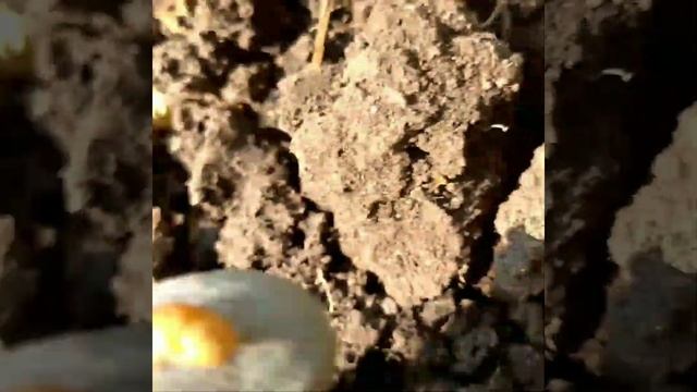 Картофель больше полкило. смотреть онлайн