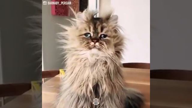 ТОП 15 Смех катов! (Падборка) смотреть онлайн