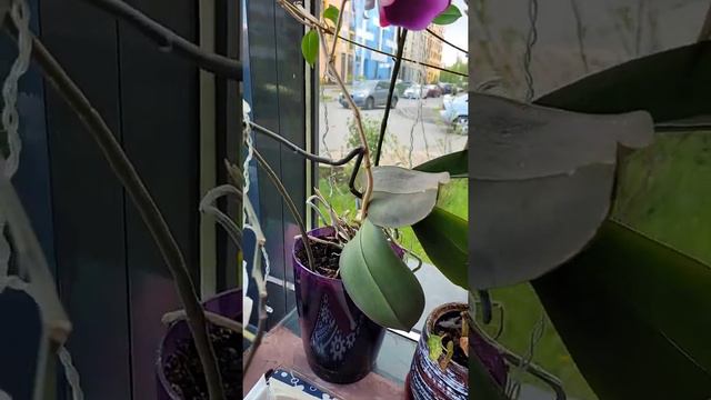 Орхидея в кафе. я думала она не настоящая смотреть онлайн