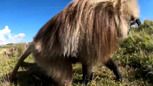 Гелада – уникальная собакоголовая обезьяна в красной «майке»! смотреть онлайн