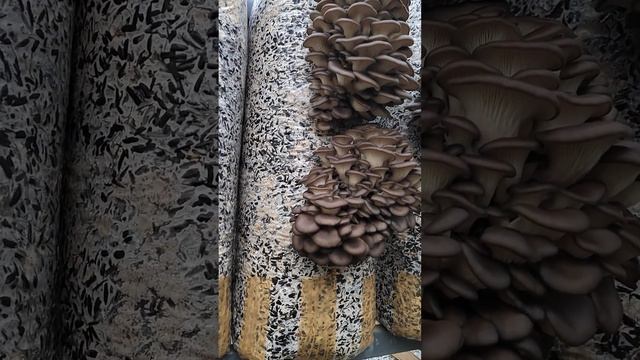 Сколько должно пройти времени от энокуляции до сбора первой волны грибов Вёшенки? ? смотреть онлайн