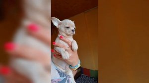 Гарри Поттер продажа чихуахуа мальчик призрачный МЕРЛЕ голубой мрамор ДОРОГО ❗ 89787458062 доставка