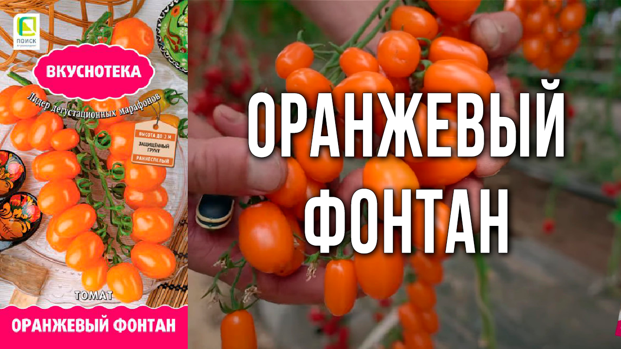 Томат черри для консервирования. Сладкий и урожайный томат черри для открытого грунта и теплиц.